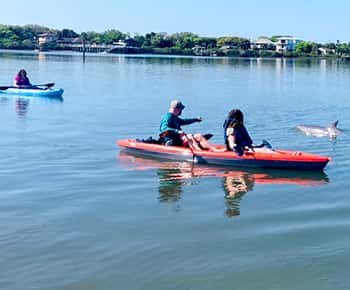 St. Augustine: Dolphin and Manatee Paddle or Kayak Tour