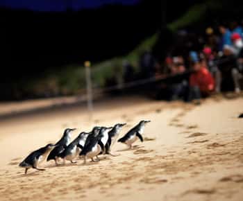 Desfile dos Pinguins: Ingresso para a área de observação geral