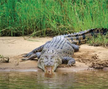 Daintree: Krokodil és vadon élő állatok körutazása