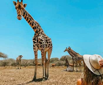 Guided Nature Walk Amongst Giraffes