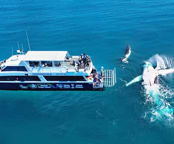 Fraser Island (K'gari): Remote Island and Whale Experience