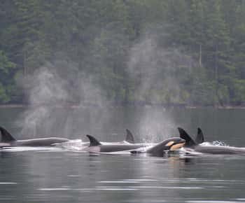 Seattle: Half-Day Wildlife and Whale Watching Cruise