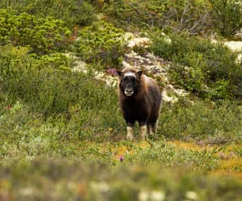 Dovrefjell nasjonalpark: Fottur og moskussafari
