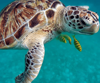 San Domino, Tremiti: guided snorkeling tour