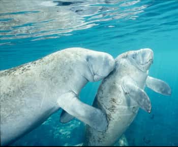 Orlando: Swim with Manatees and Homosassa State Park Visit