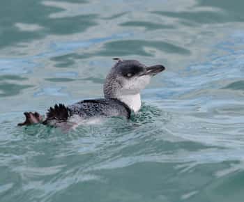 Akaroa: Scenic Coastline Wildlife Cruise