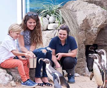 Ticket de entrada al Oceanario de Bournemouth