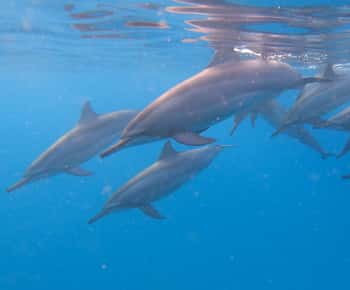 Grande Riviere Noire: Boat Tour and Swimming with Dolphins