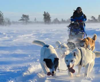 Kiruna: Poranna wycieczka Husky z własnym kierowcą