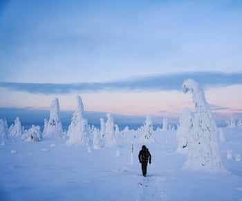 Rovaniemi: Dagsudflugt til Riisitunturi Nationalpark med frokost