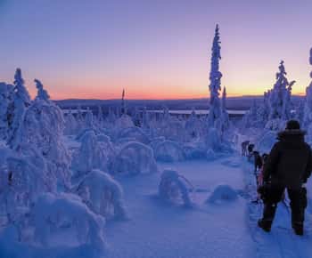 Kiruna: Popołudniowa wycieczka psim zaprzęgiem z przewodnikiem