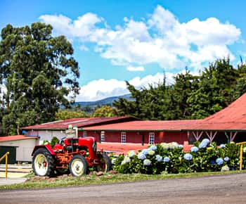 Tour guiado por la plantación de café con degustación