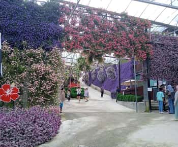 Depuis Kuala Lumpur : Visite privée ou en groupe des Cameron Highlands