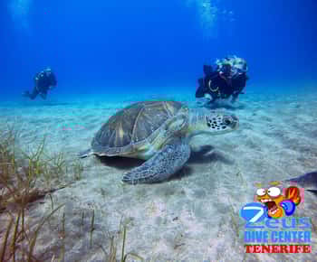 Tenerife: Experiencia de Buceo para Principiantes en la Playa de Abades