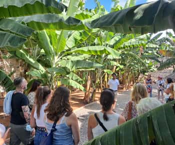Gran Canaria: Banana World Guided Tour & Tasting