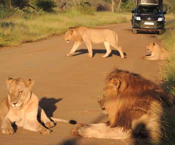 Parque Nacional Kruger: Safári de observação da vida selvagem