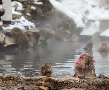 From Tokyo: Snow Monkey 1 Day Tour with Beef Sukiyaki Lunch