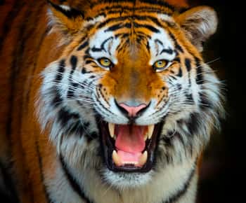 Terra Natura Theme Park bilet 1-dniowy