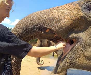 Krabi: Elephant Care House Guided Tour with Hotel Transfers