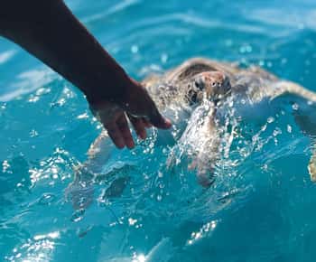 São Vicente: Swimming and Snorkeling Tour with Sea Turtles