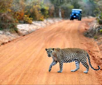 Yala National Park: Private Safari Day Trip with Lunch