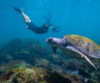 Gold Coast: Teknősökkel félnapos túra: Snorkeling félnapos túra