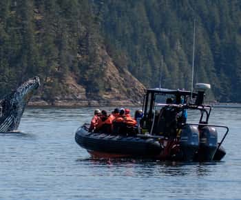 Campbell River: Excursão de 4 horas para observação de baleias e vida selvagem