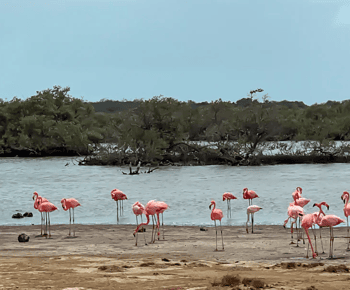 Bonaire: Rondleiding met gids door het noorden en zuiden