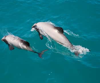 Akaroa: natuurcruise met dolfijnen