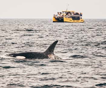 Victoria: Covered Whale Watching Adventure with Free Photos