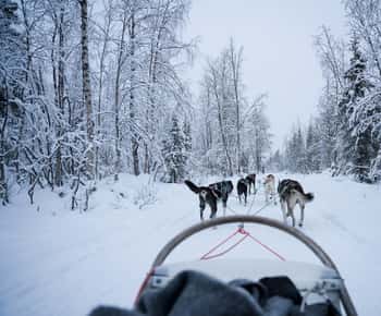 Levi Polar Lights Tours: Arctic Circle Guided Husky Tour