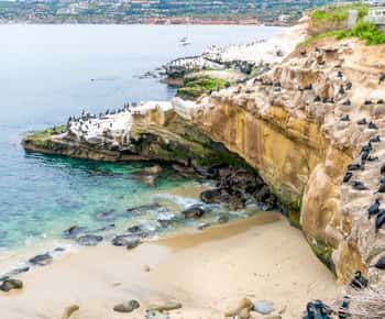 O melhor de La Jolla em uma excursão a pé - Saboreie, aprecie e admire o mar