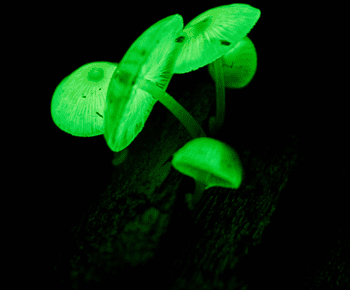 Cape Tribulation: Daintree Rainforest Night Walk Tour