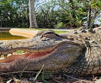 Miami: Original Everglades Airboat Tour & Alligator Exhibit