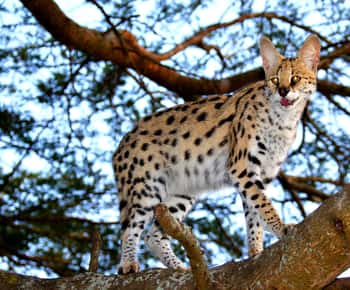 リチャーズ ベイ発エムドネーニ ワイルドキャット プロジェクト 1 日ツアー