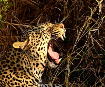 リチャーズ ベイ発：シュシュルウェ インフォロジ動物保護区の日帰り旅行