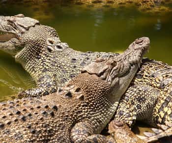Riambel: South Tour w/ Crocodile Park & Seven Colored Earth