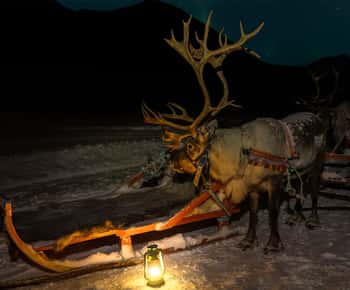 Tromsö: Rentierschlittenfahrt mit der Chance, Nordlichter zu sehen