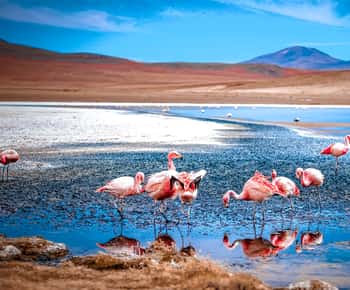 De La Paz: Viagem de 4 dias a San Pedro de Atacama com Salinas