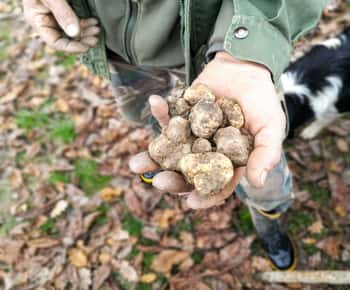 Langhe: Oplevelse af trøffeljagt