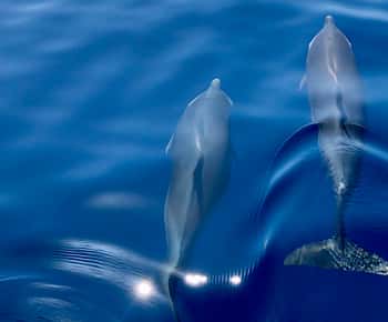 Martinique: Dolphin-Watching Cruise with Snacks