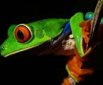 La Fortuna: Excursión Nocturna a la Selva Tropical del Volcán Arenal