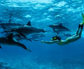 From Kendwa: Mnemba Boat Trip and Dolphin Snorkel Adventure