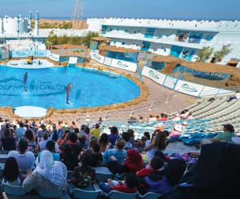 Hurghada: Dolfijnenshow met walrussen en pick-up