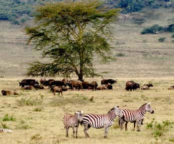 6 Days Small Group Safari To Masai Mara, Nakuru And Amboseli