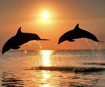 Pula : Croisière au coucher du soleil pour les dauphins de Brijuni avec dîner et boissons