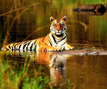 From Delhi: 5-Day Tiger Safari & Golden Triangle Tour