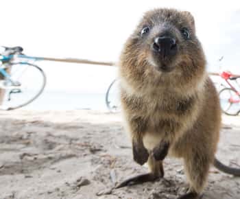 From Fremantle: Return Rottnest Island Ferry Ticket