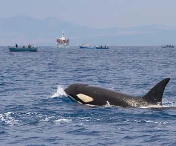 Barbate: Dolphin and Whale Watching in Cape Trafalgar