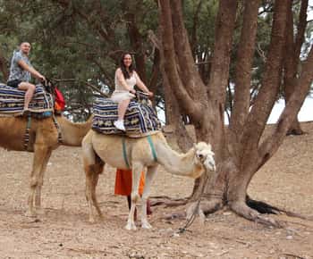From Agadir or Taghazout: Camel Ride Tour & Flamingos Watch